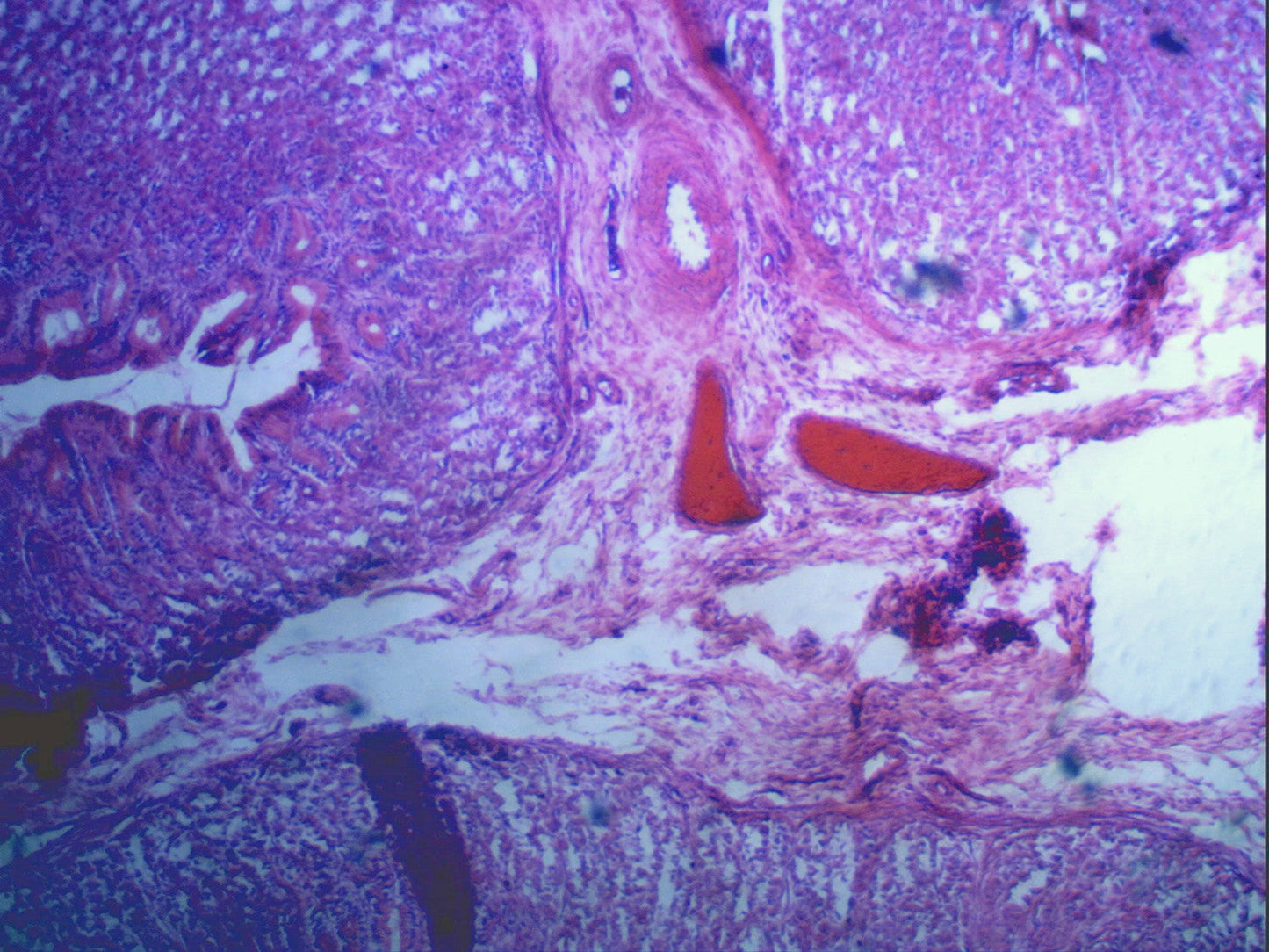 5MP Digital Microscope Imager