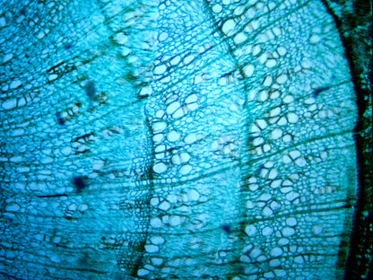 5MP Digital Microscope Imager