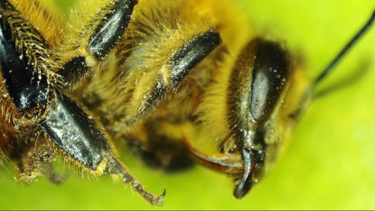 MicroDirect 1080P HDMI Handheld Digital Microscope