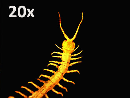 Handheld Digital Microscope Pro