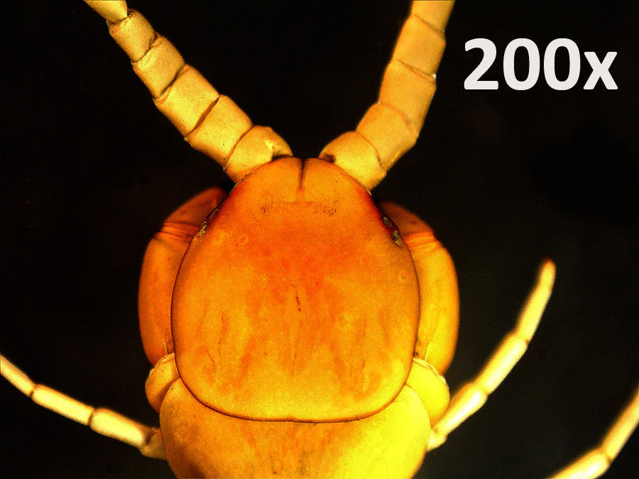 Handheld Digital Microscope Pro