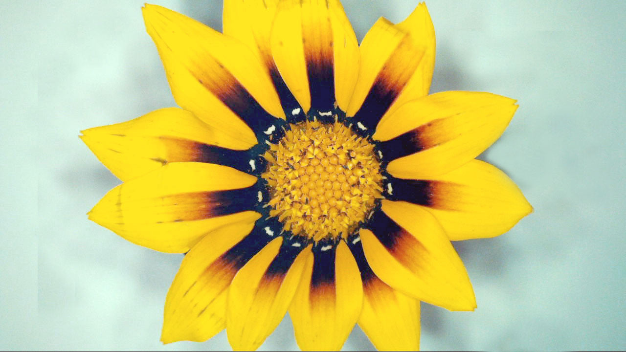 MicroDirect 1080P HDMI Handheld Digital Microscope