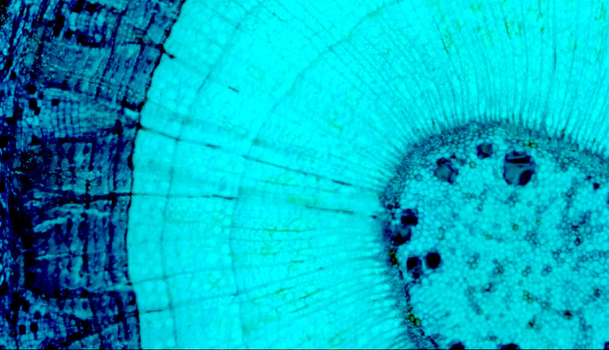 MicroDirect 1080P HDMI Handheld Digital Microscope